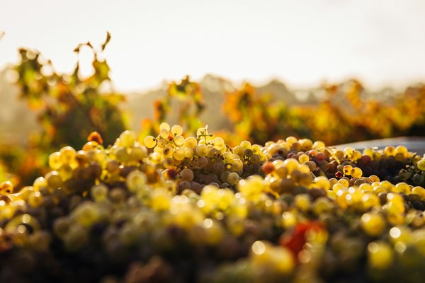 Comment organiser une visite des vignobles en Toscane à moindre coût?